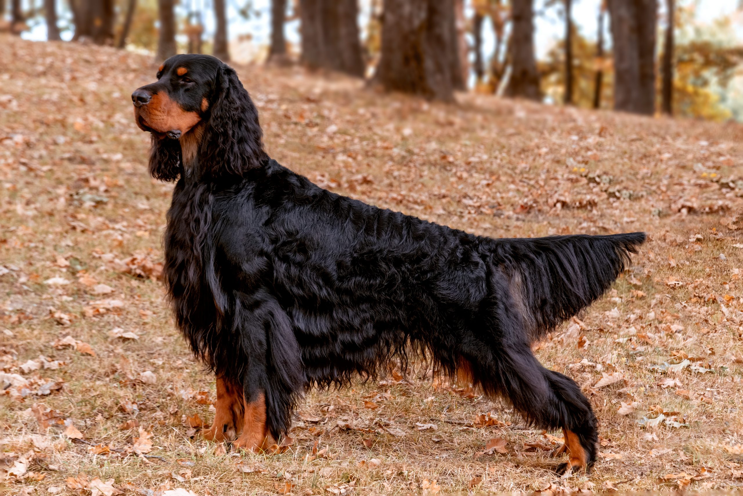Magnificent,Gordon,Setter,Hunting,Dog,Standing,In,The,In,The