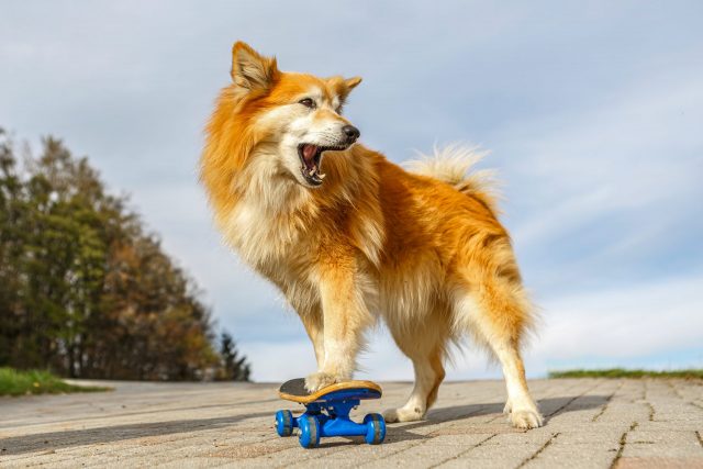10 Dog Breeds Perfect For Unbreakable Human-Canine Connections