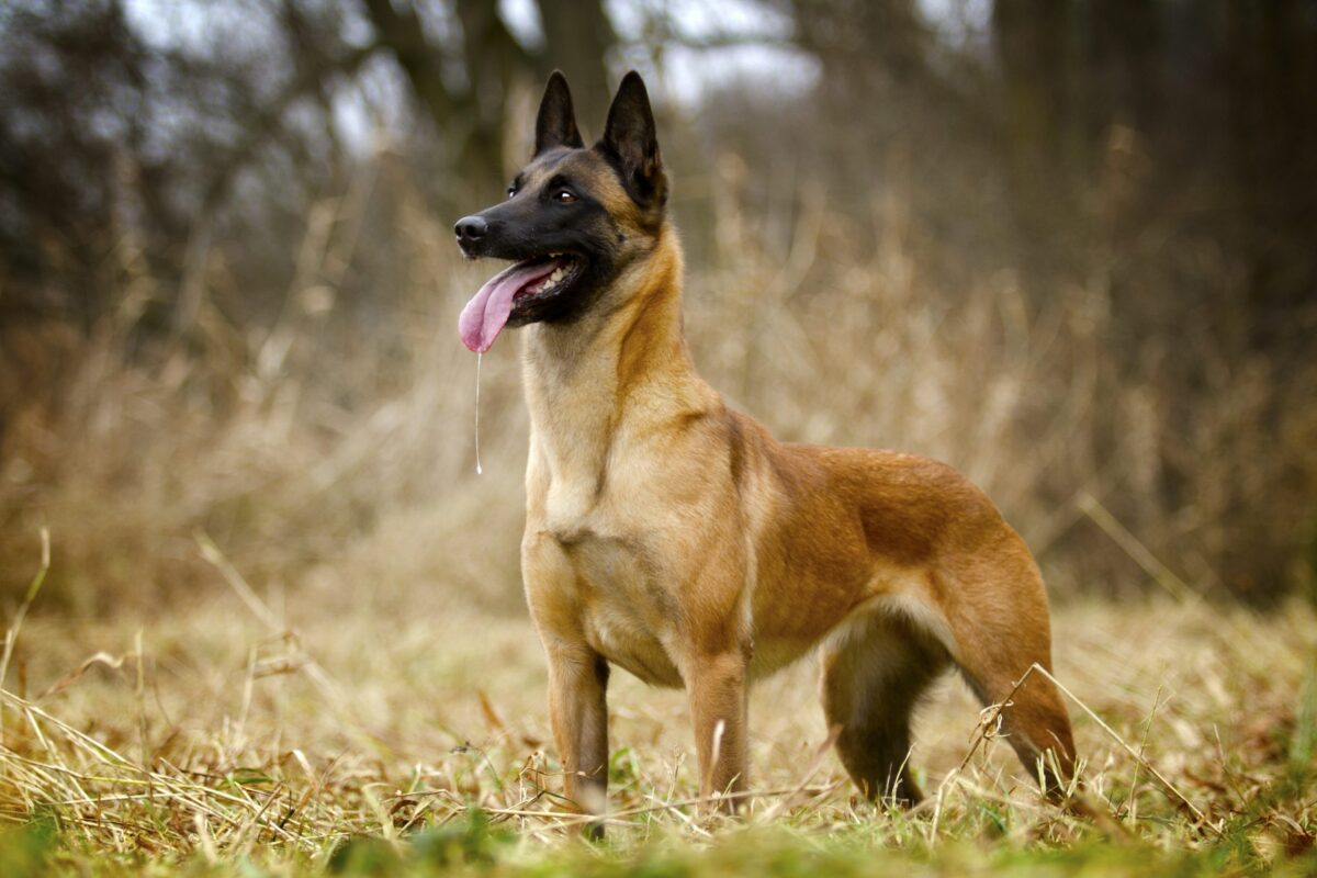 Belgian Malinois