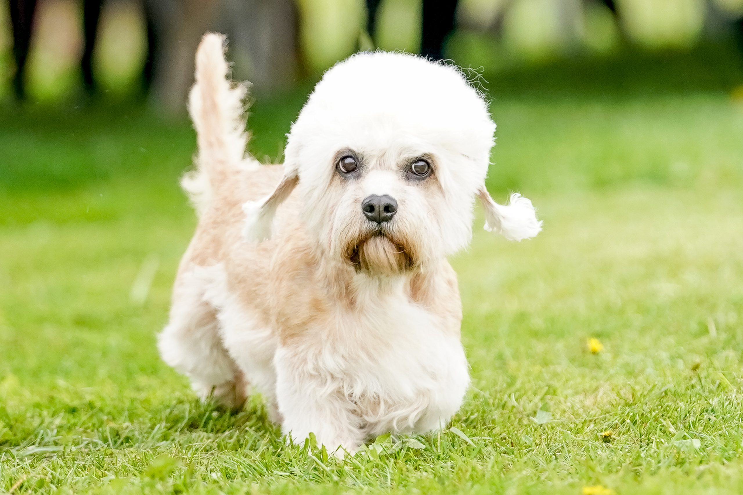 Dandie,Dinmont,Terrier,Dog,Standing,In,A,Field,On,A