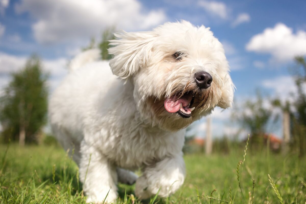 7 Little-Known Dog Breeds Who Are Snuggle Champions thumbnail