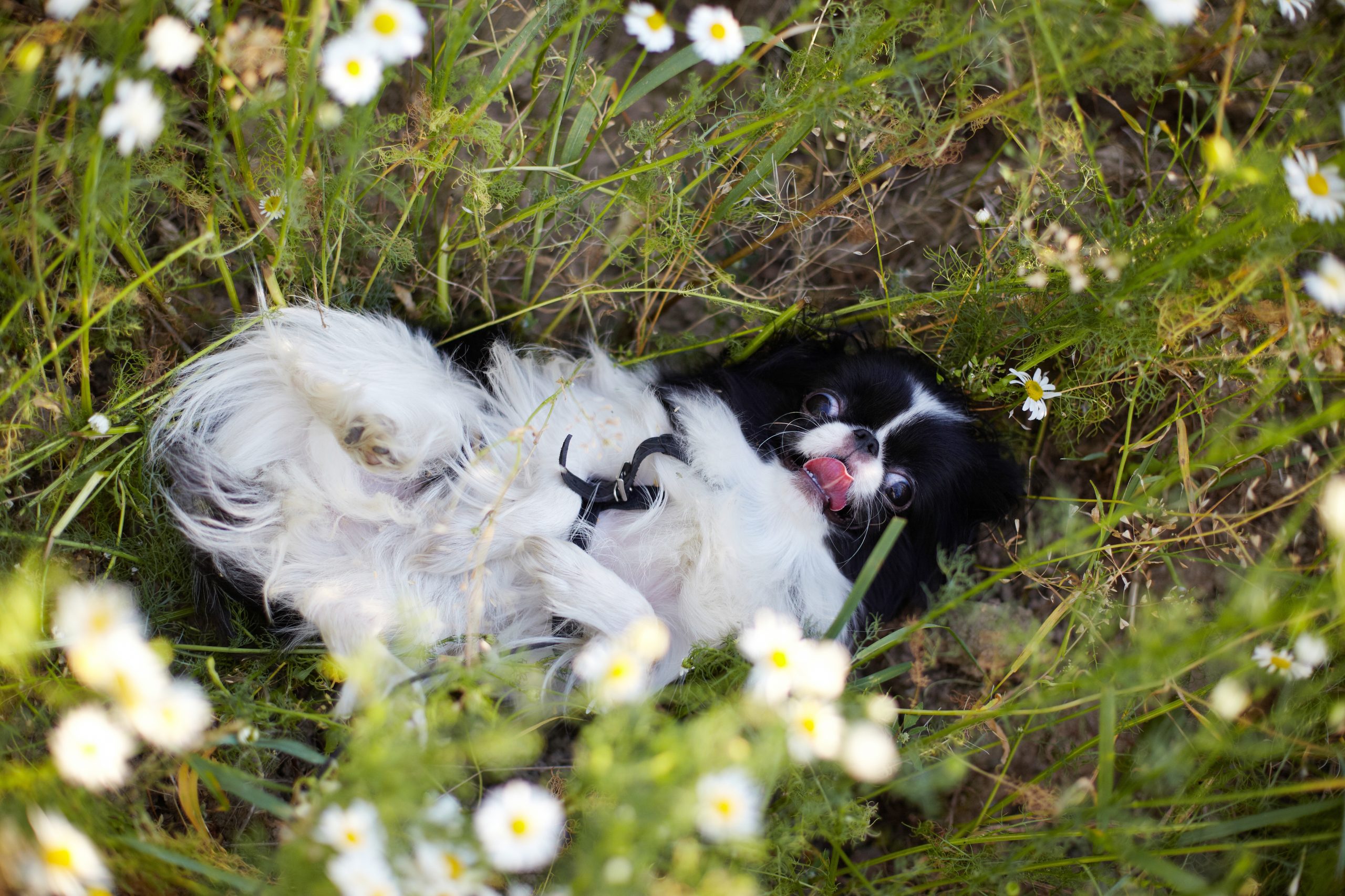 Happy,Dog,In,The,Chamomile,Field.,Japanese,Chin