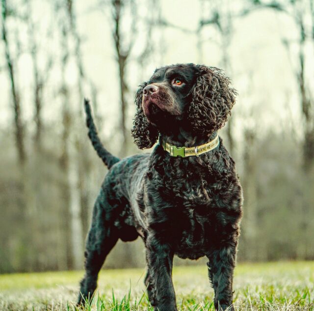 American Water Spaniel