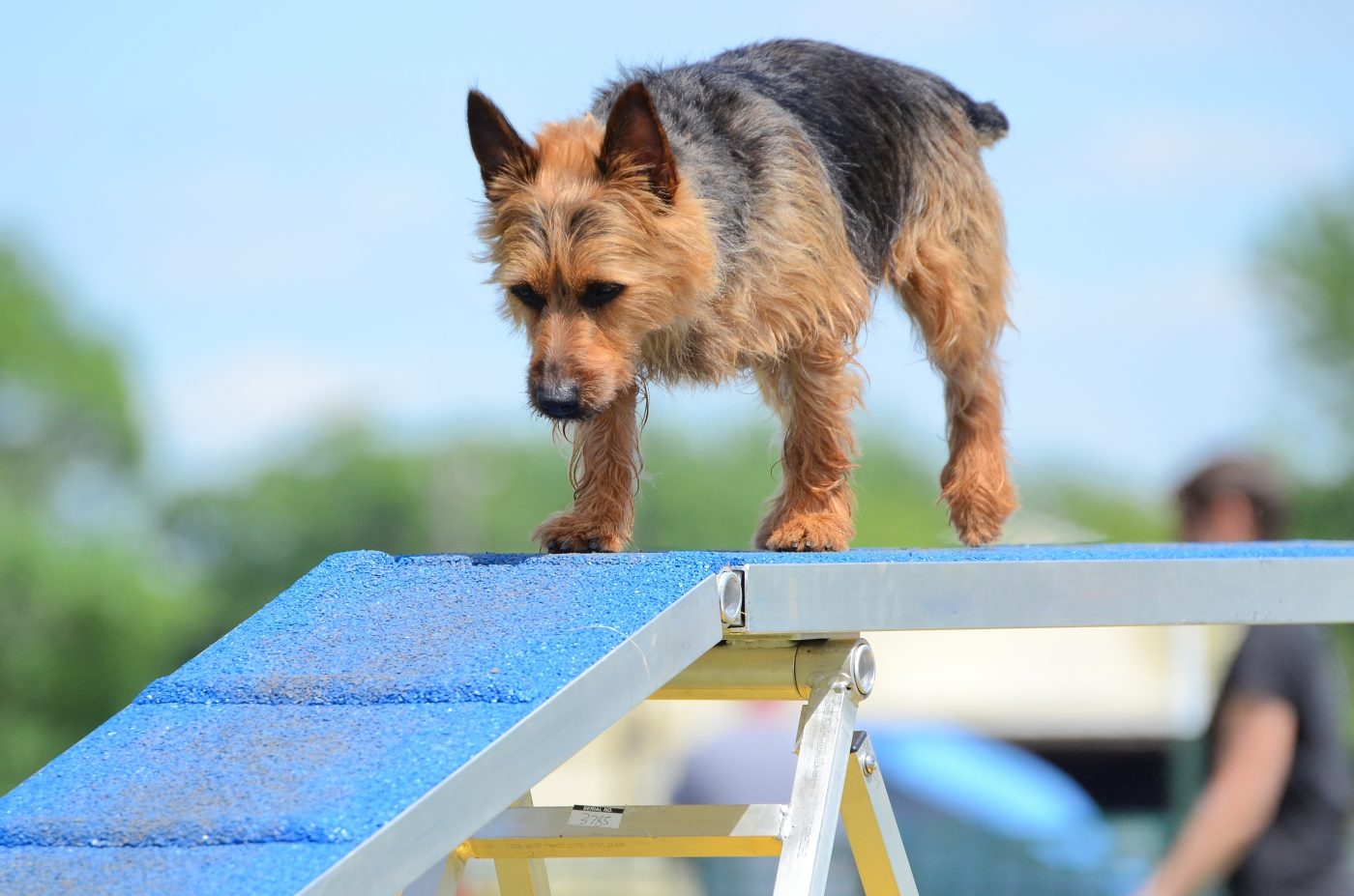 Australian Terrier dog