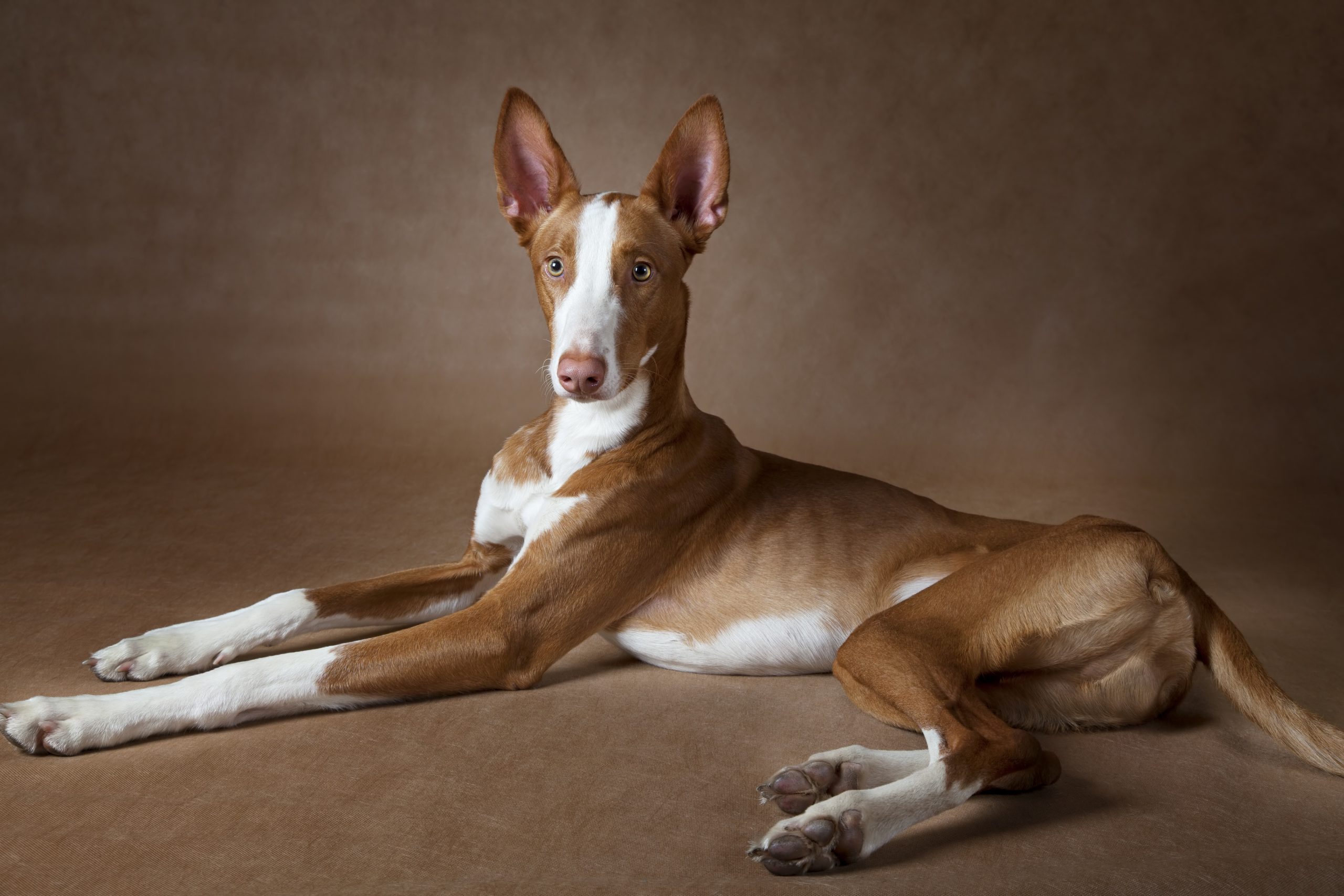 Ibizan Hound Archives IHeartDogs
