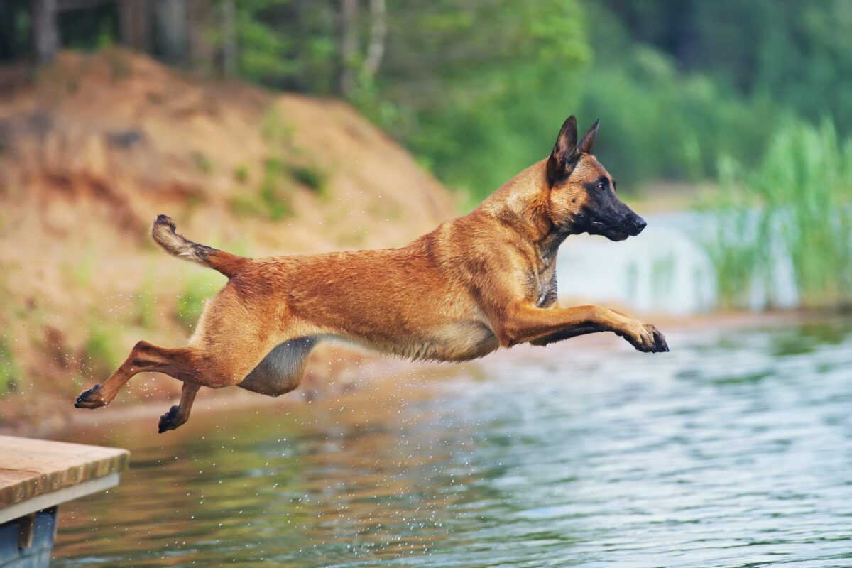 Belgian Malinois