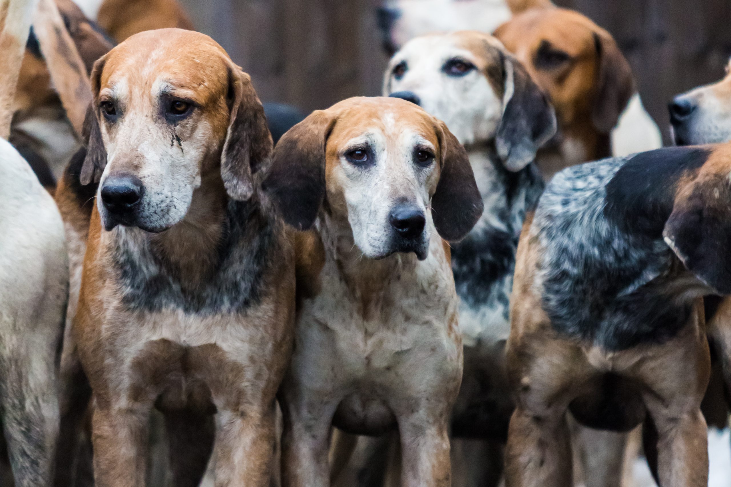 Group,Of,English,Foxhounds,Standing,In,A,Line