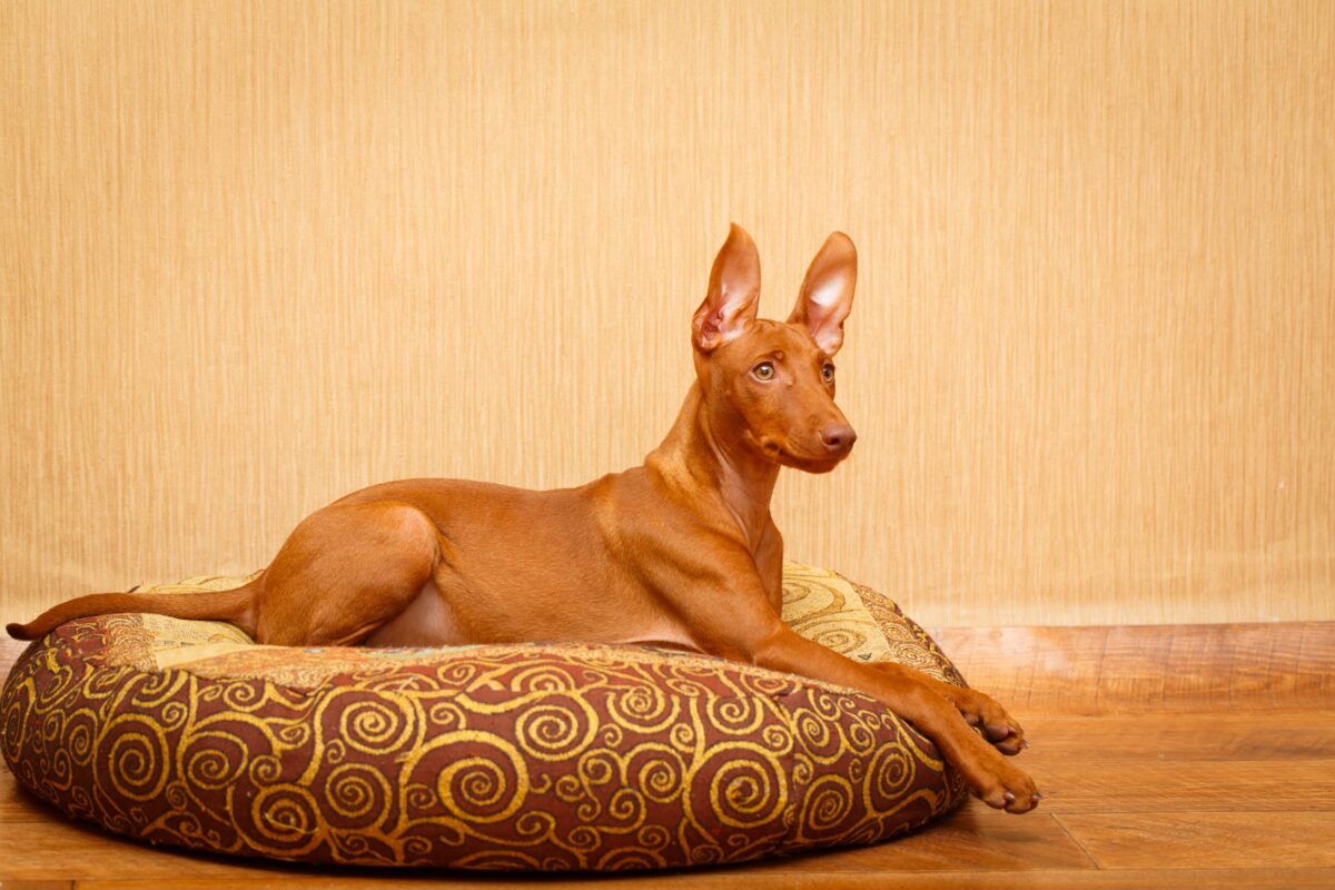 A poised dog with quiet confidence, radiating elegance and rare allure