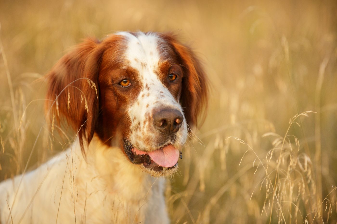 Red and White Irish Setter