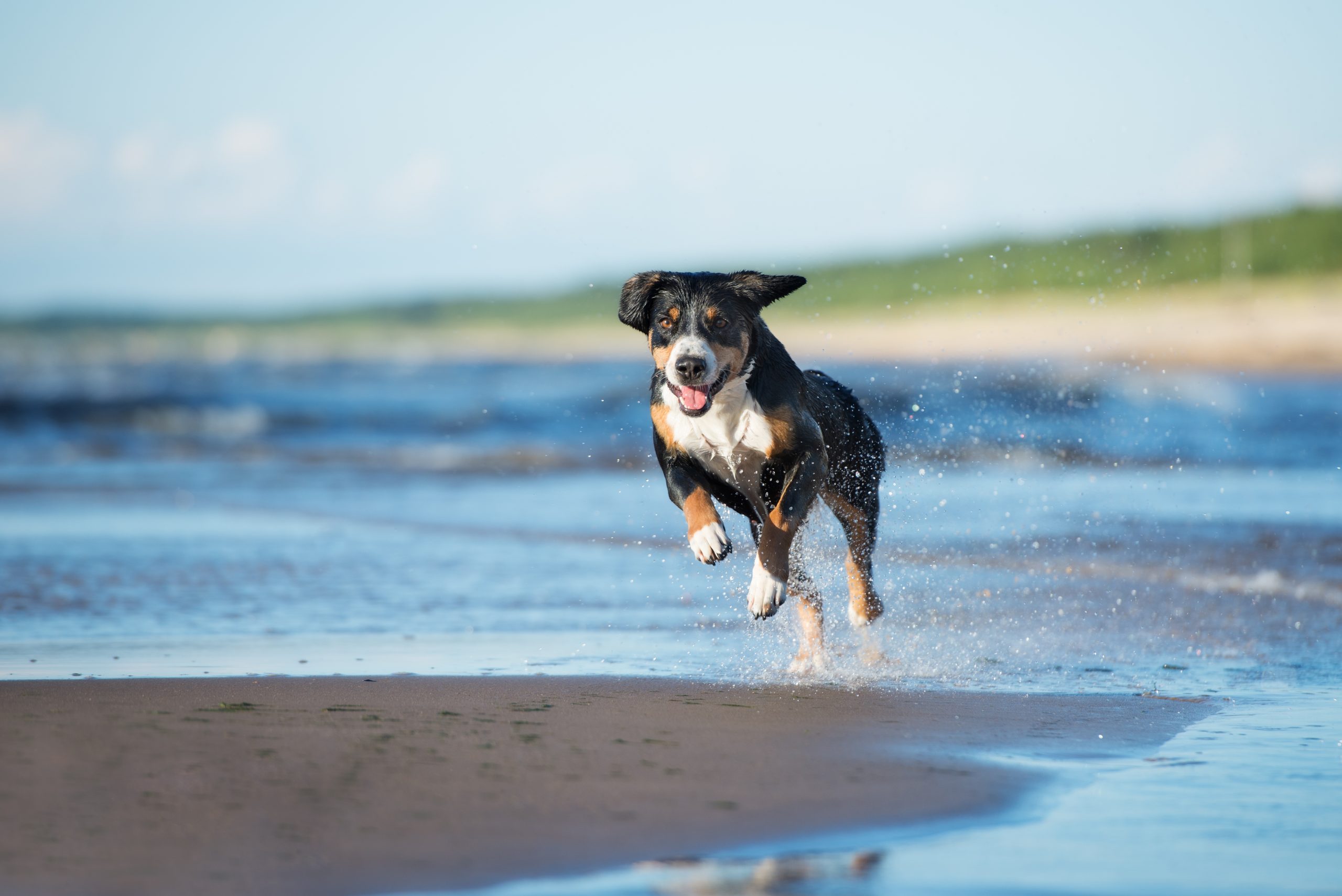 Entlebucher,Mountain,Dog,Running,On,A,Beach