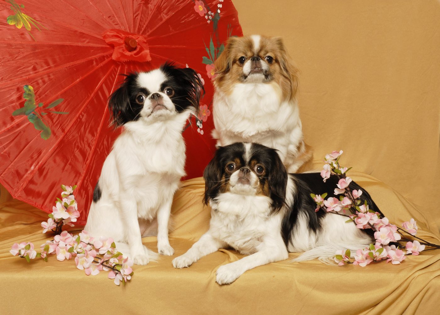 Japanese Chin