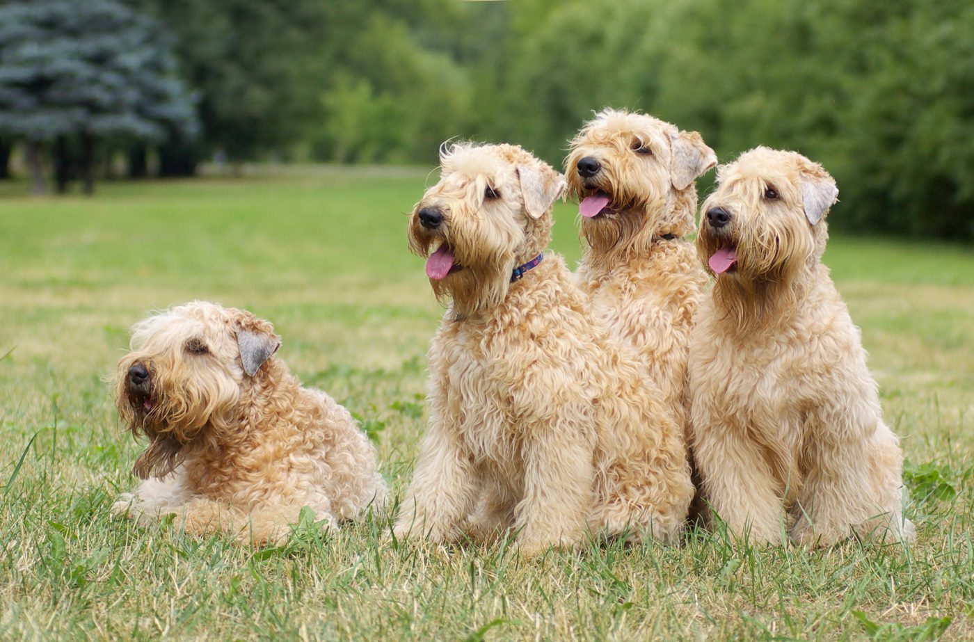 Soft Coated Wheaten Terrier standing happily, full of warm, playful energy.
