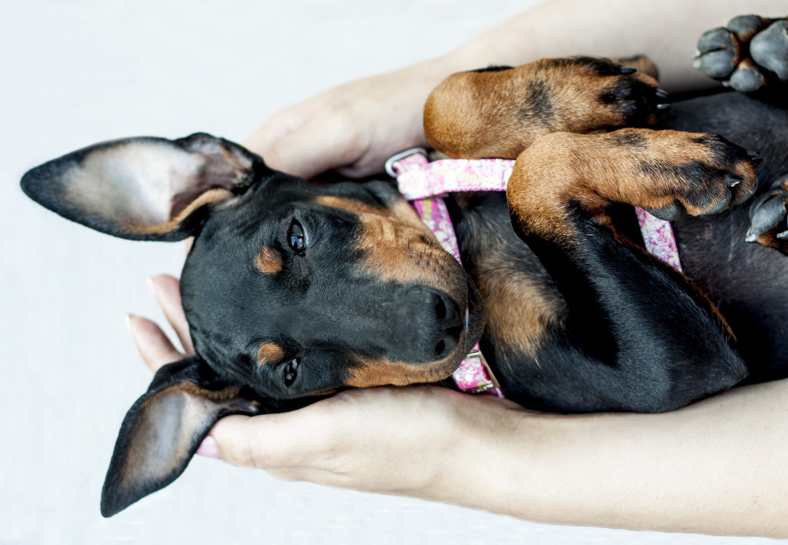 Manchester,Terrier,Puppy,Lying,On,Arms