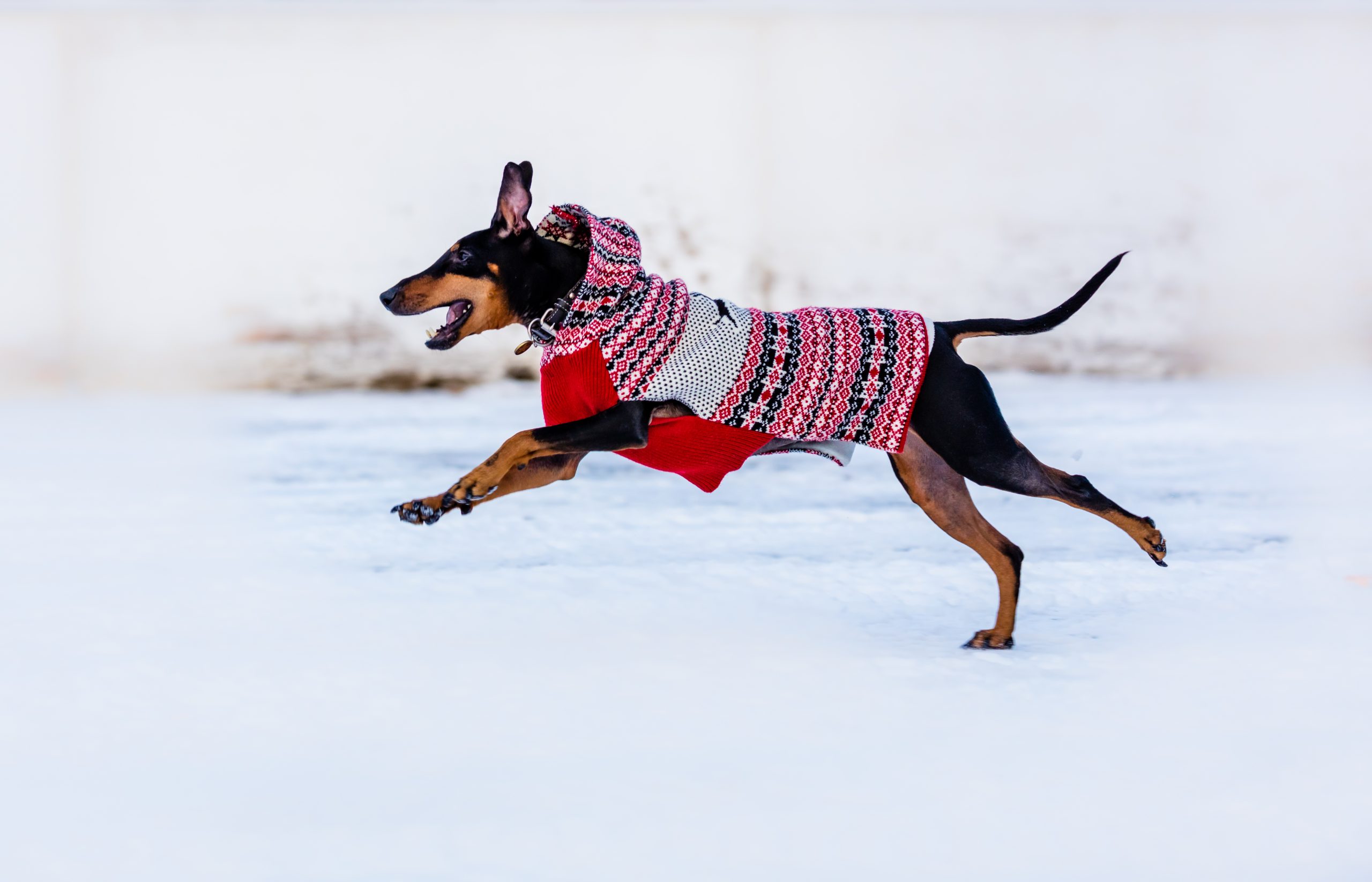 Manchester,Terrier,Running,In,The,Snow,In,Mid,Winter.
