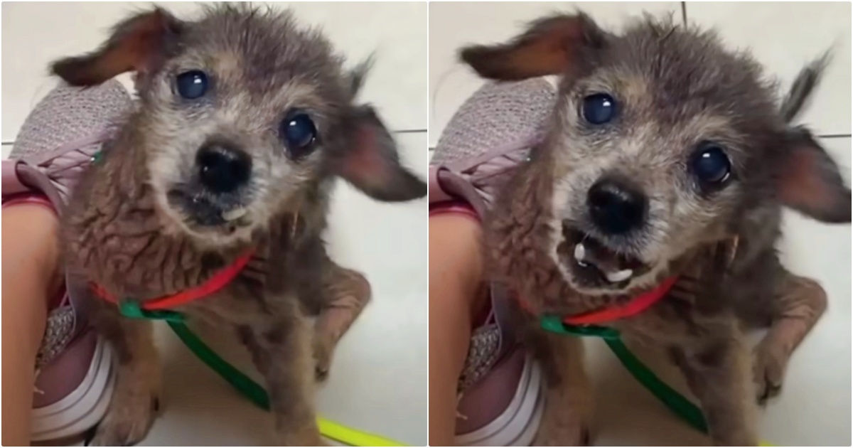 ‘Dumped’ 16-Yr-Outdated Canine’s Distressing Cries Rocked Lady To Her Core