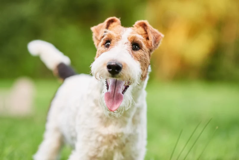 Ultimate Wirehaired Fox Terrier Puppy Shopping List: Checklist of 23 Must-Have Items