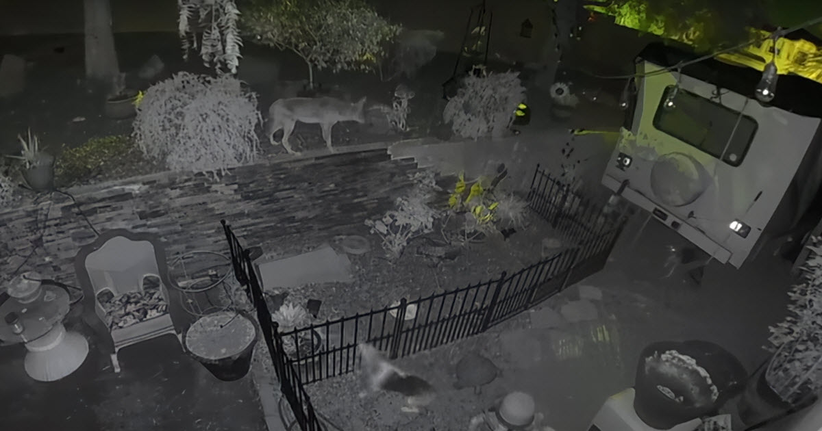 Surveillance Video 'Captures' Backyard Encounter With Coyotes And Pet ...