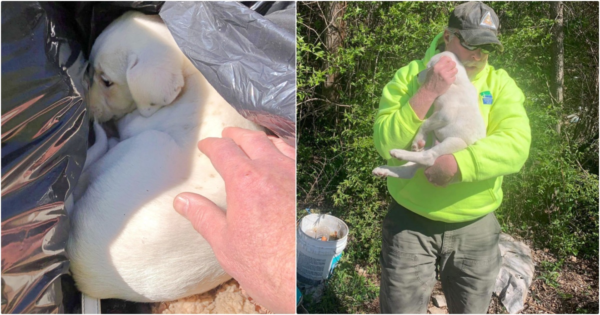 Crew Member Sees Puppy Sleeping In Rubbish & Knows It’s Meant To Be