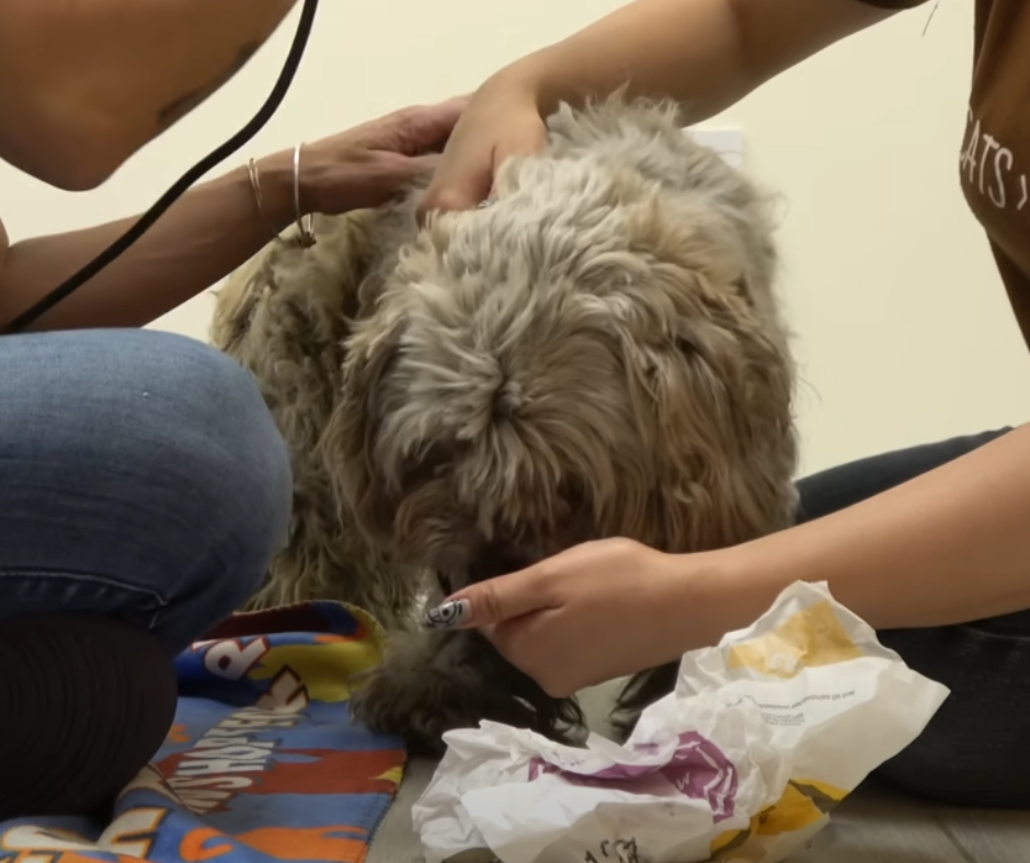 Miraculous Transformation of Stray Dog 