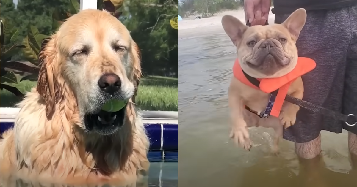 Joyful Dogs Immersed in Aquatic Adventures – A 2024 Compilation