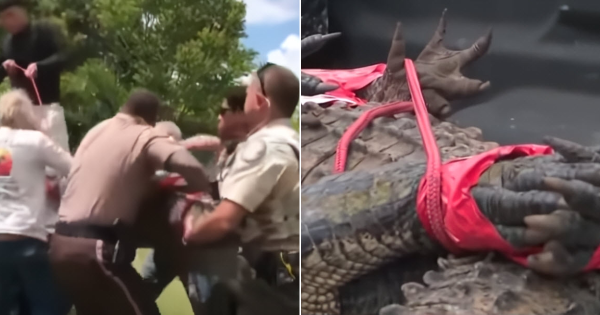 Barking Dogs Alert Florida Homeowner To 480-Pound Alligator Encounter