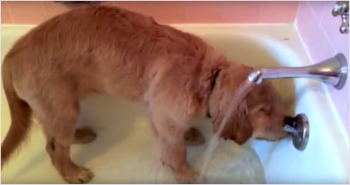 Golden Retriever Taking Bath
