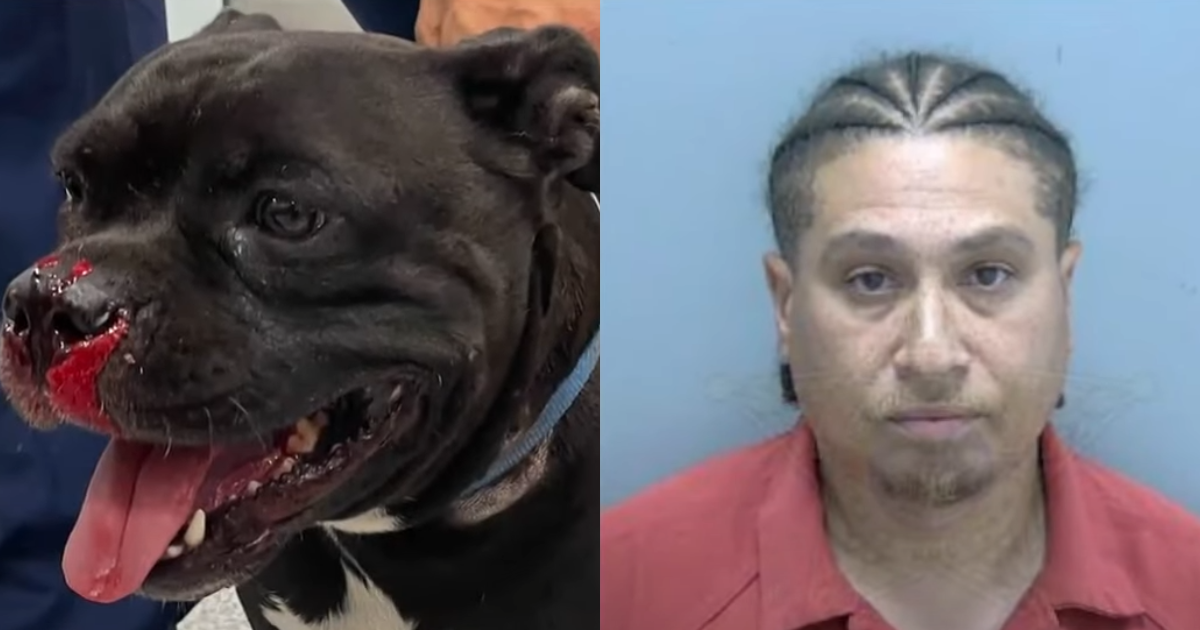 Resident Faces Charges for Shooting Family Dog and Issuing Threats Against Children