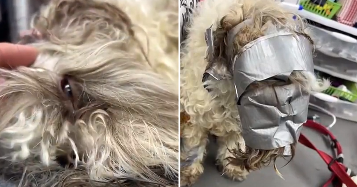 Dog Went Missing But Recently Found 'Wrapped' In Duct-Tape And Dumped Like Trash