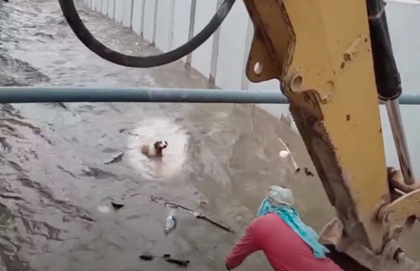 Crew Member Lowered Into Canal To Catch A Dog Being Swept Away ...
