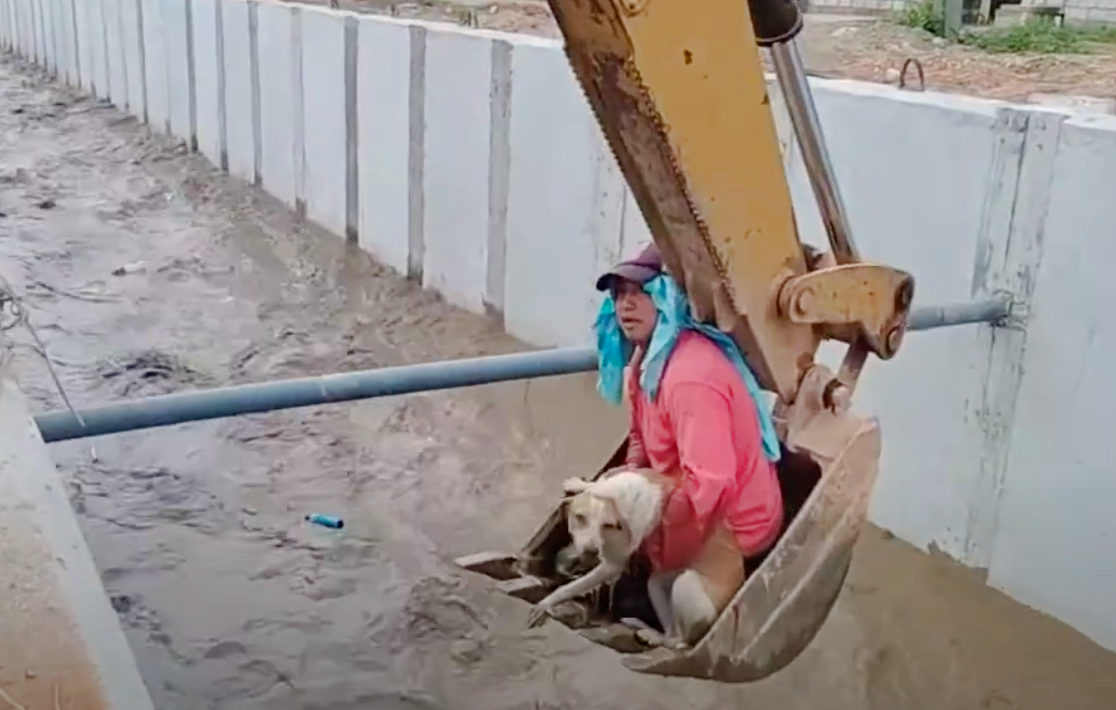 Crew Member Lowered Into Canal To Catch A Dog Being Swept Away ...