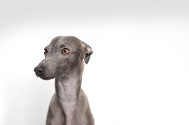 Ultimate Italian Greyhound Puppy Shopping List: Checklist of 23 Must-Have Items