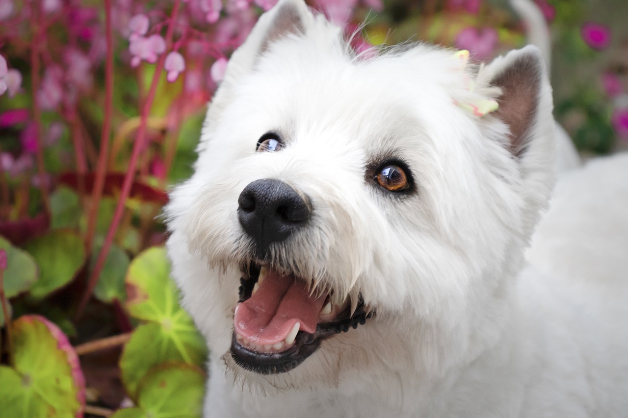 The 7 Most Unusual Habits of Westies