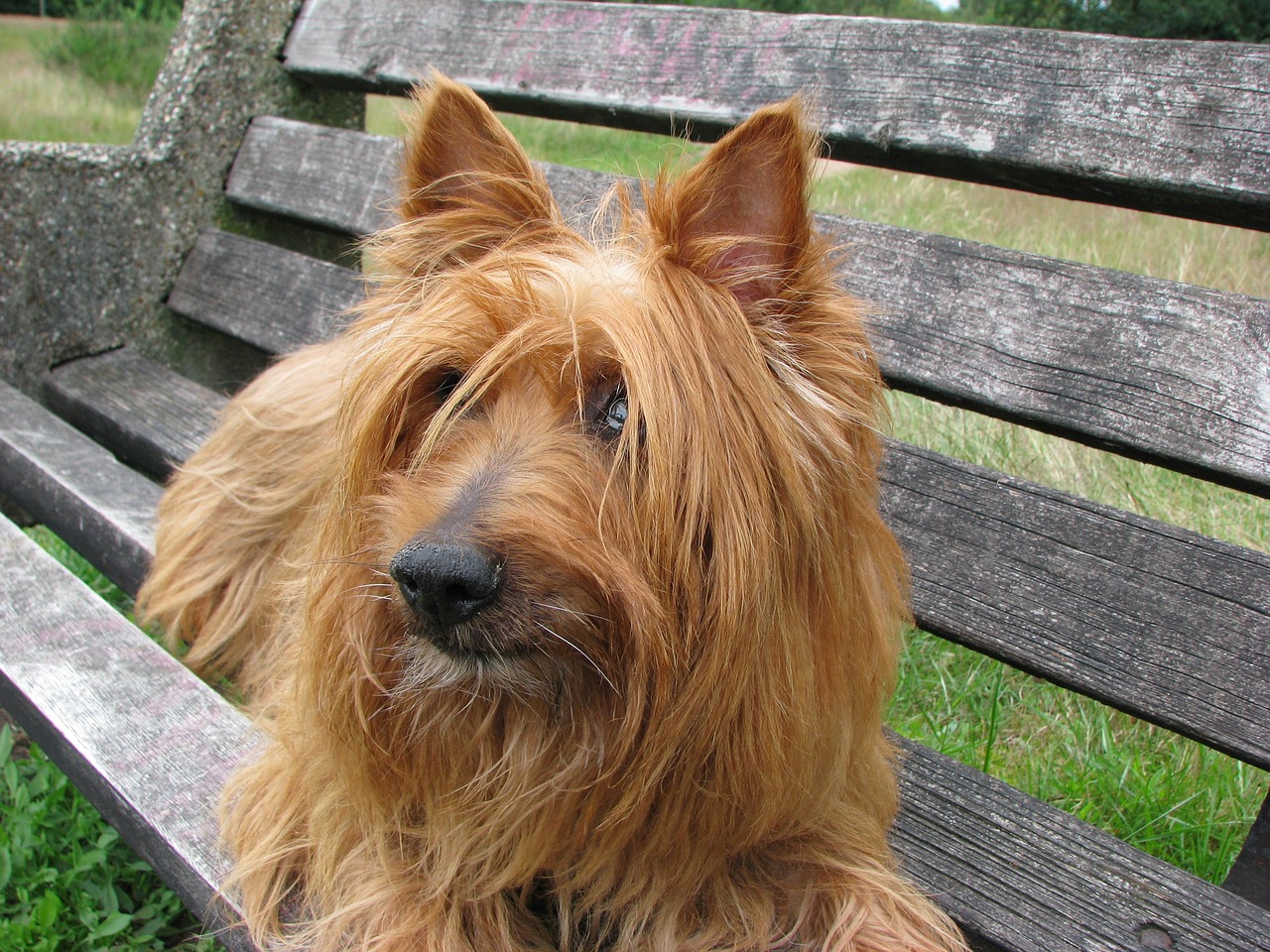 Male & Female Australian Terrier Weights & Heights by Age