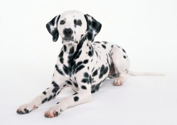 Ultimate Dalmatian Puppy Shopping List: Checklist of 23 Must-Have Items