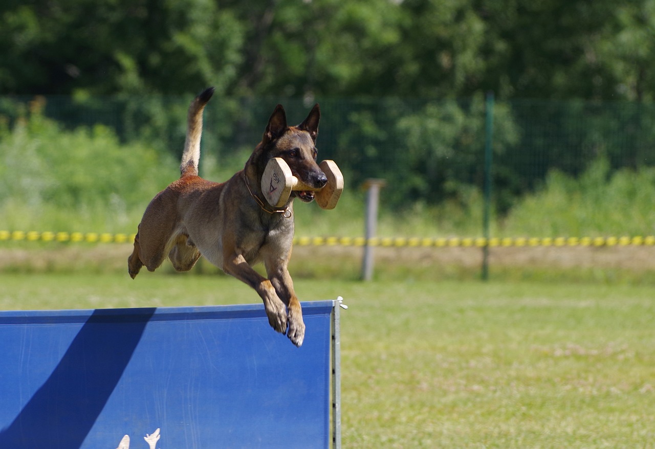 belgian-shepherd-malinois-2546725_1280