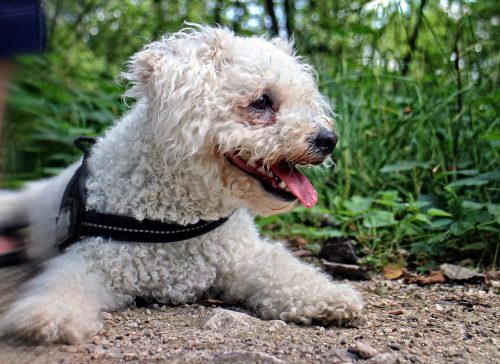 8 Calmest Dog Breeds: Gentle and Easygoing Puppies for Seniors