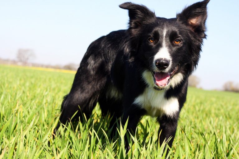 border-collie-5005540_1280-1-768x512