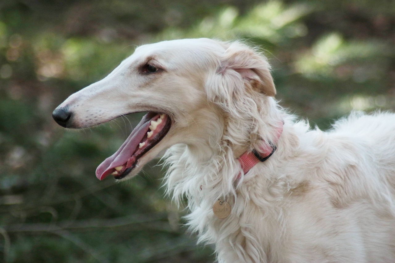 Cost of a Borzoi Puppy by US Region [2024]