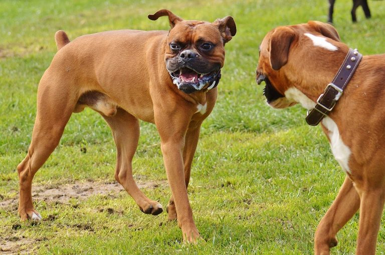 boxer-dogs-1321217_1280-768x509