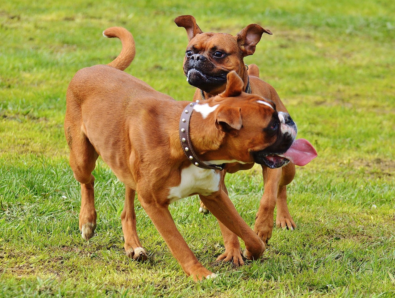 boxer dogs 1321226 1280 1