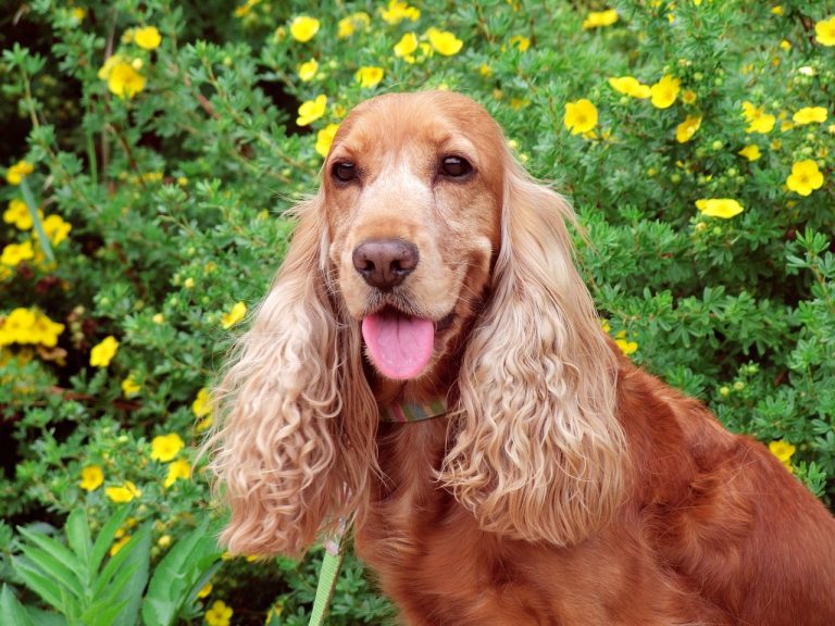 cocker-spaniel-4958328_1280-6-768x576