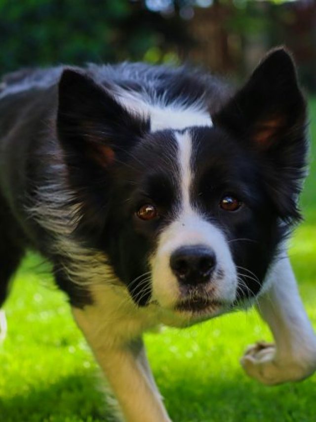 10 Dog Breeds That Are Better Than Alarm Clocks
