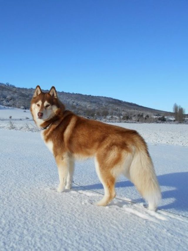 10 Dog Breeds That Prefer Winter Over Summer
