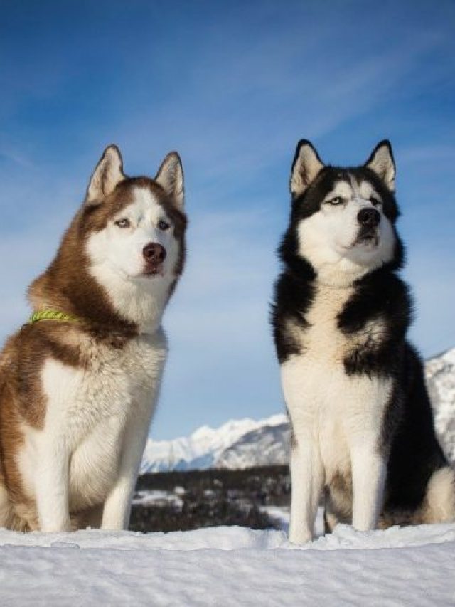 10 Dog Breeds That Are Known for Their Strong Will and Determination