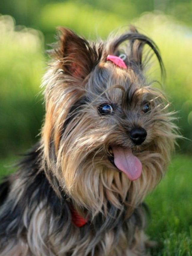 The 6 Most Popular Terrier Dog Breeds