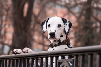 PetWireDaily — Cost of a Dalmatians Puppy by US Region [2026]