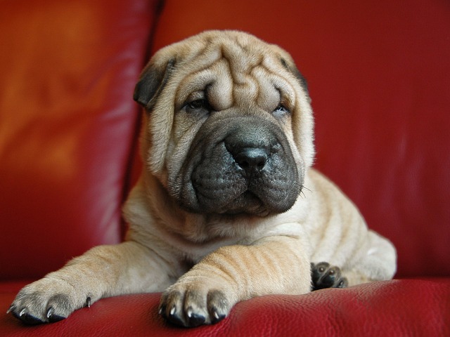 Ultimate Chinese Shar-Pei Puppy Shopping List: Checklist of 23 Must-Have Items