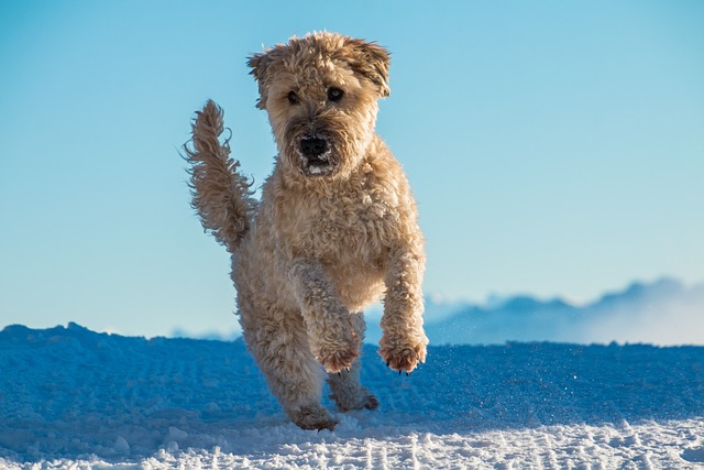 Ultimate Soft Coated Wheaten Terrier Puppy Shopping List: Checklist of 23 Must-Have Items