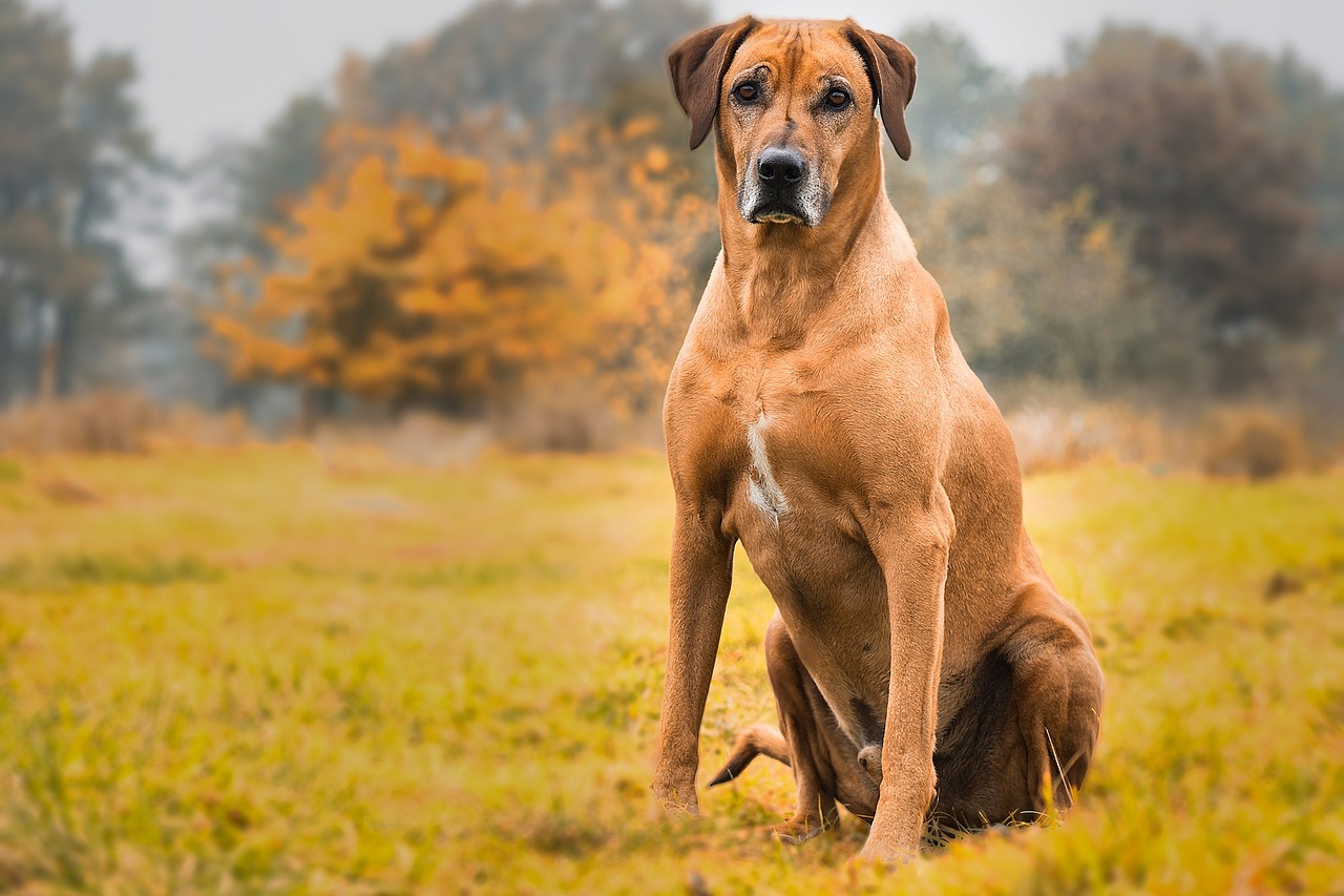 25 Things to Love About Rhodesian Ridgebacks