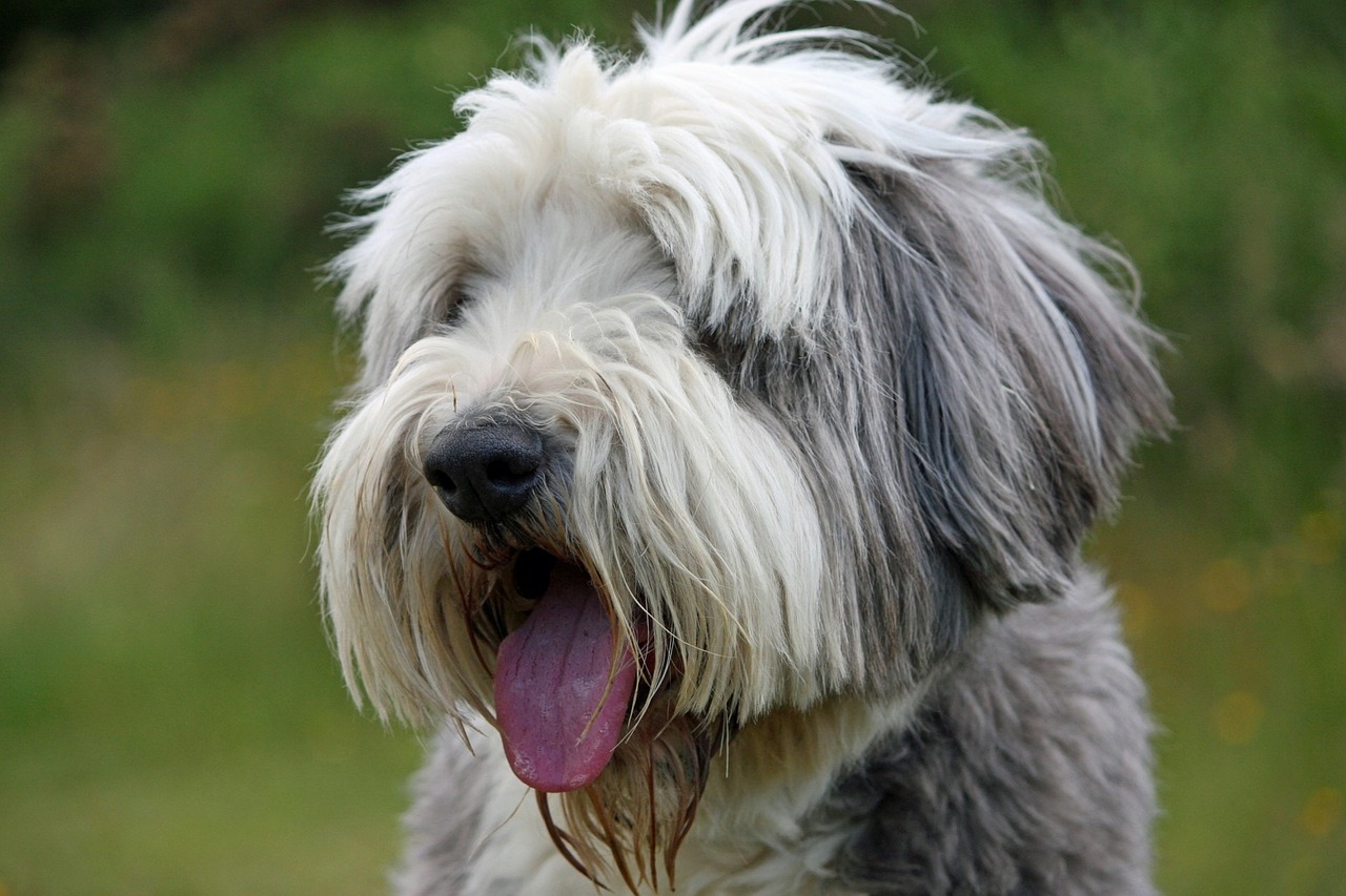 Cost of a Bearded Collie Puppy by US Region [2024]